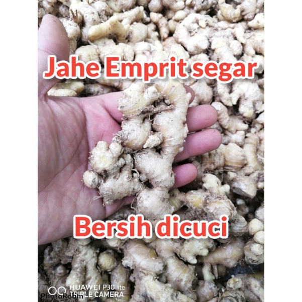 

Jahe Emprit Segar Bersih dicuci 1 kg