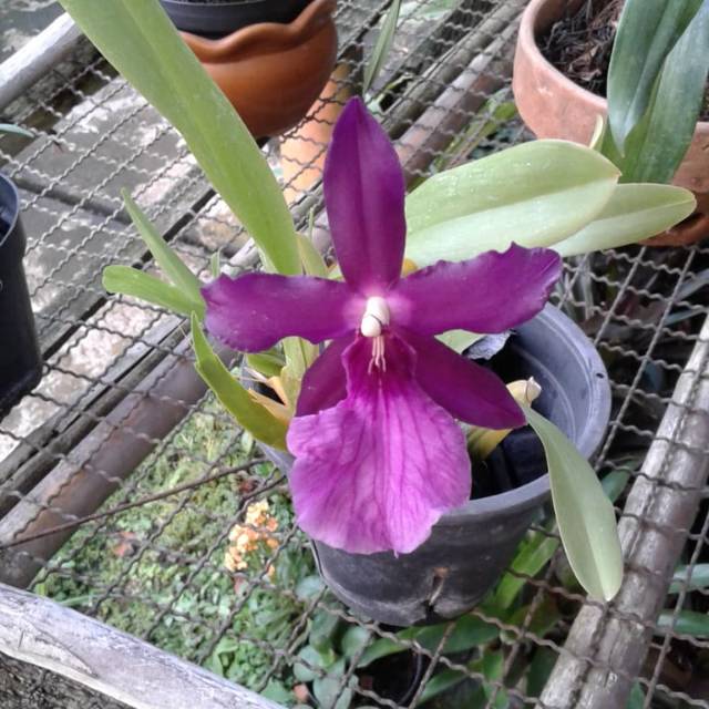 Anggrek miltonia spectabilis