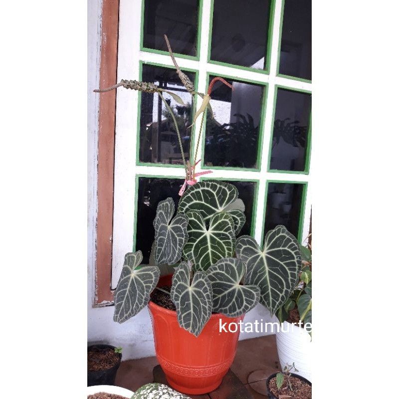 Kuping gajah tarantula indukan