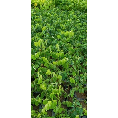 

Bibit daun katuk pelancar asi