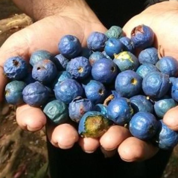 Biji Benih Pohon Genitri Jenitri Siap Tanam/benih bibit/benih biji 1kg