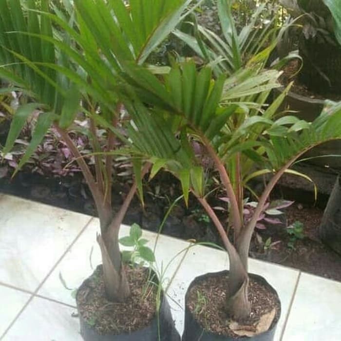 Tanaman Palm Botol / Palem Botol Ukuran 1 Meter