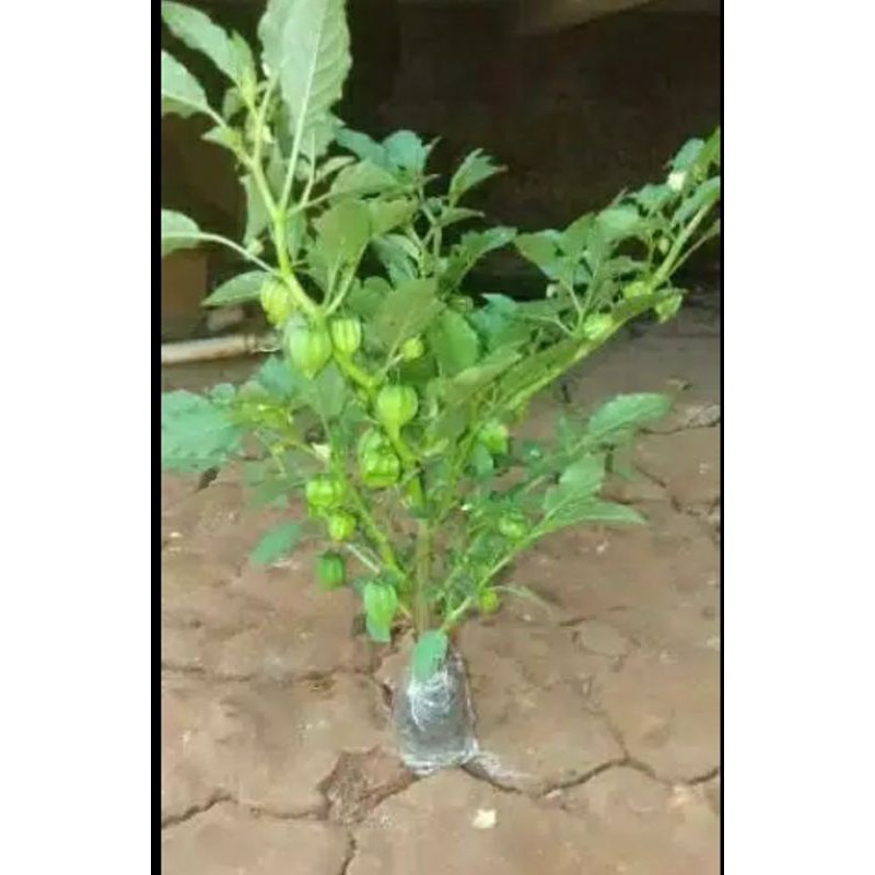 Tanaman herbal ciplukan / pohon herbal ciplukan
