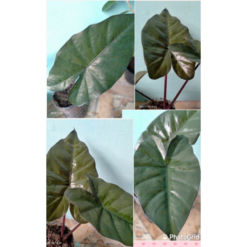 Tanaman Hias Colocasia esculenta