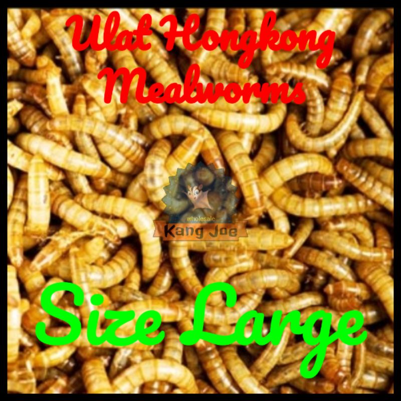 Ulat Hongkong Hidup, Fresh, Segar, Mealworm.