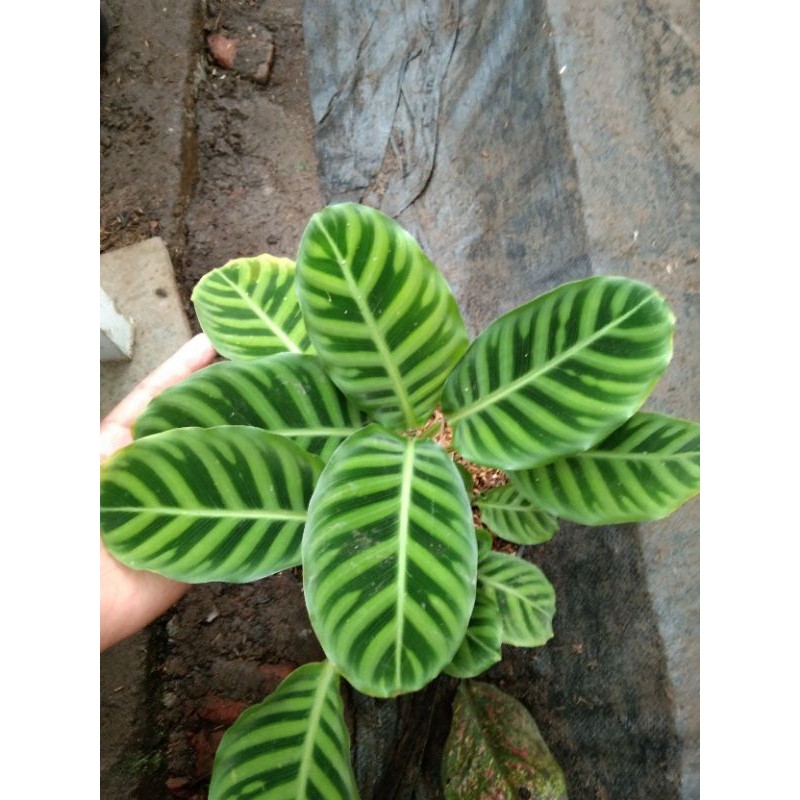 Tanaman Bunga Calathea Pisang Ster
