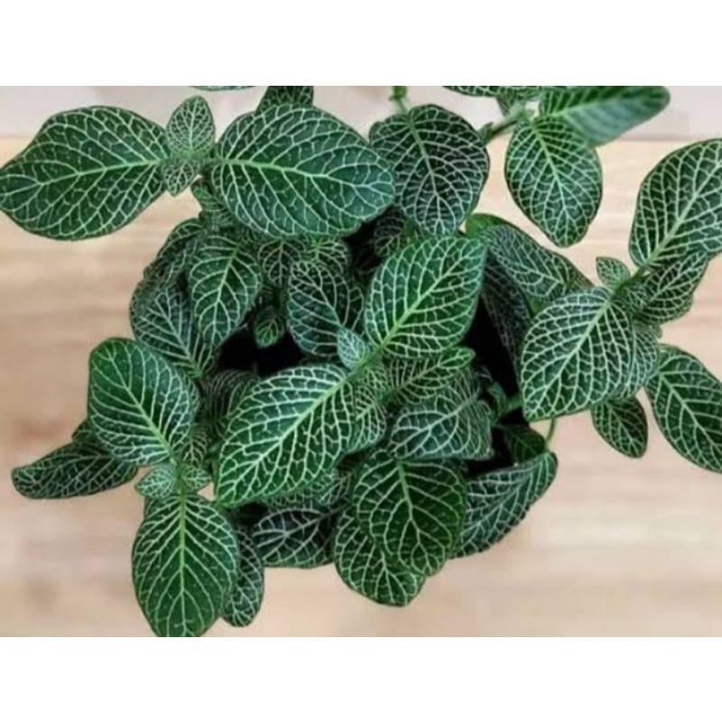 tanaman hias hidup Fittonia cantik murah