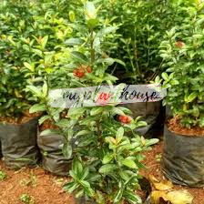 Tanaman bunga asoka india pohon soka india bunga merah