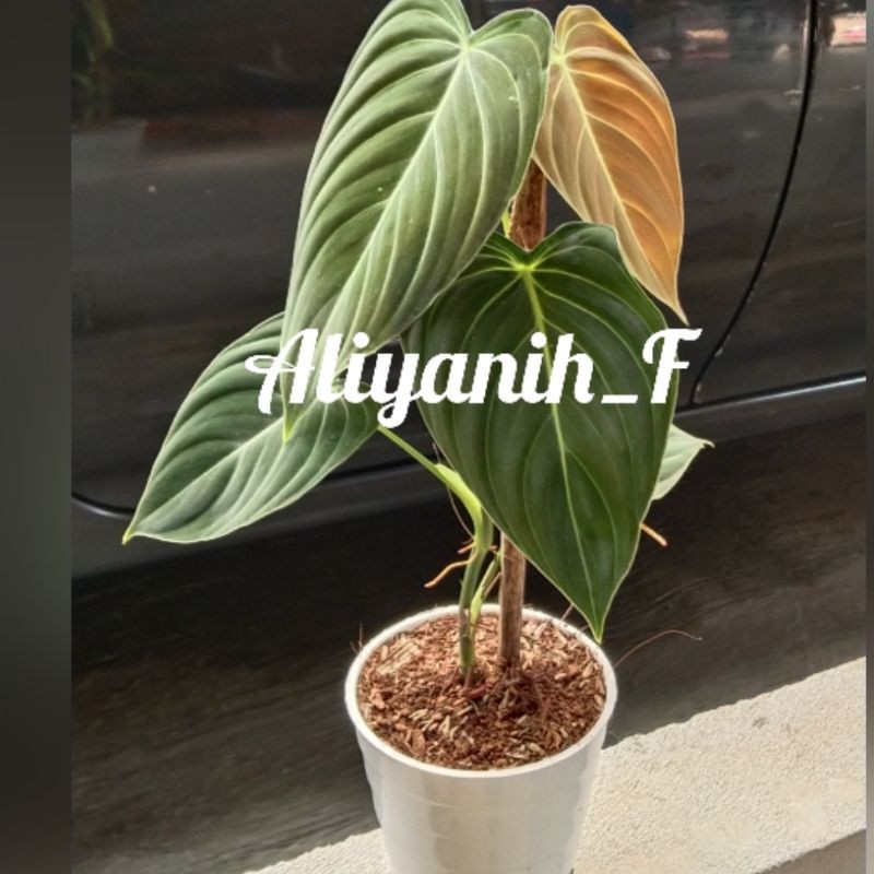 tanaman hias philodendron melanochrysum-philodendron melano