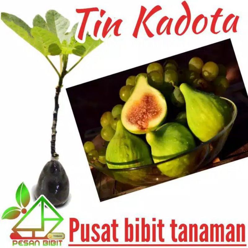 Tin Kadota / bibit tin kadota