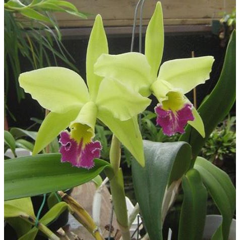 Cattleya Blc Greenwich