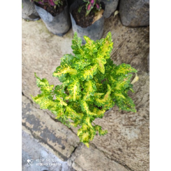 Miana Tanaman Hias Bunga Langka Pohon Coleus Merah Daun Miana Miyana Iler Premium-04