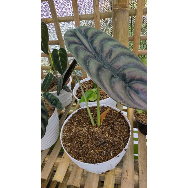 keladi tengkorak cuprea