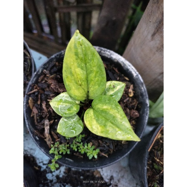 Anturium Jemani varigata