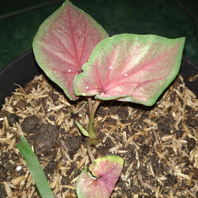 Bibit Caladium keladi  hias Red  jaguar  murmer Shopee 