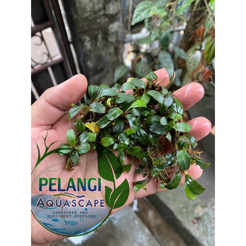Buce mini coin atau catrine porsi mika (bucephalandra)