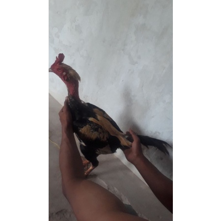 anakan ayam yokeree x ninja / mangon dan pama umur 1 bulan