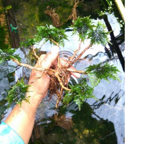 JKAH Bonsai Aquascape Tanaman aquascape 