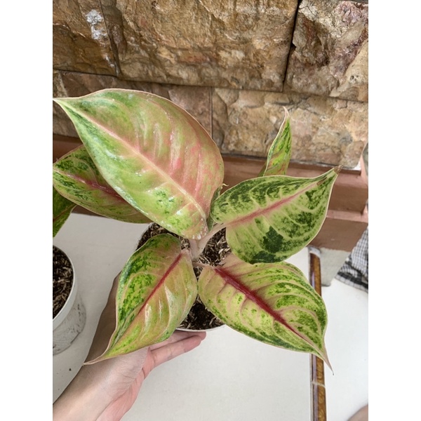 aglonema jameela jackpot