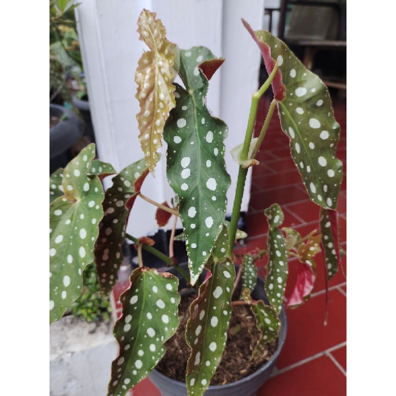 promo Begonia polkadot daun sudah besar bukan baby