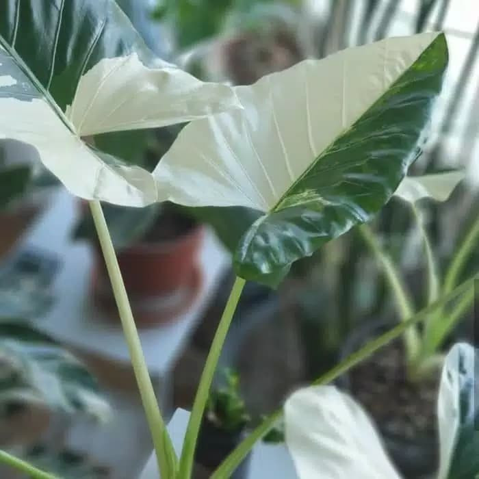 tanaman hias alocasia varigata - lompong putih