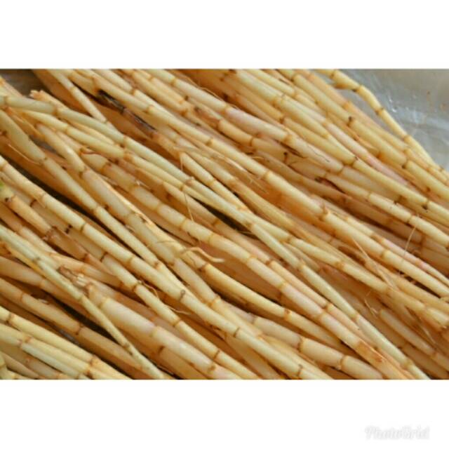 

Akar alang alang blady grass fresh