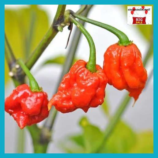Tibibhineb- Benih-Bibit Cabe Super Pedas Carolina Reaper (Haira Seed) -Aslii.