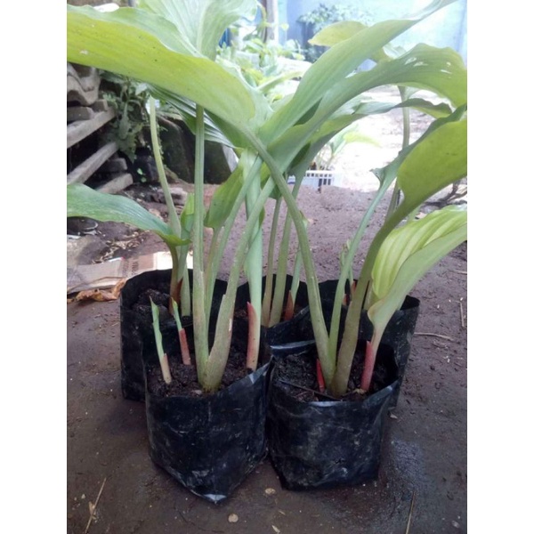 bibit kunyit hitam asli