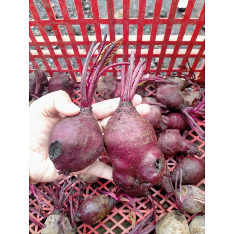 Buah bit REJECT(sortiran) 1 kg beetroot merah