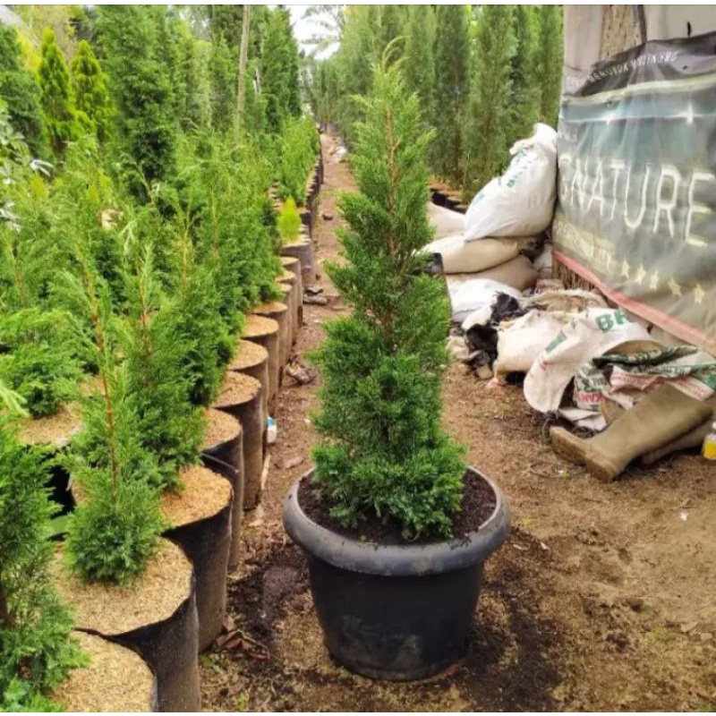 Tanaman hias cemara lilin,pohon cemara lilin,bibit pohon cemara