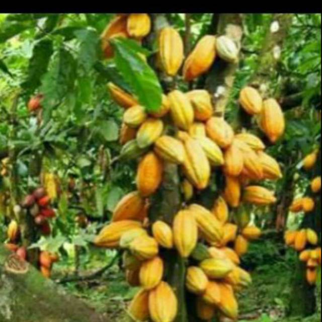 

Buah kakao matang