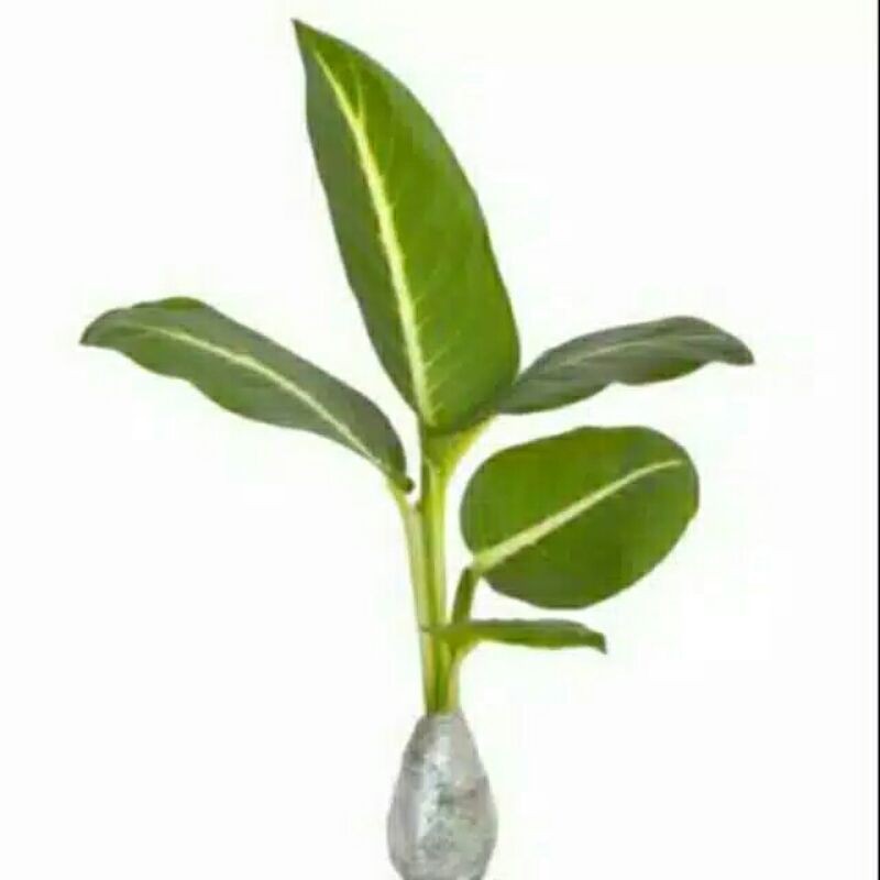 Tanaman hias Blanceng Neon - pohon blanceng neon