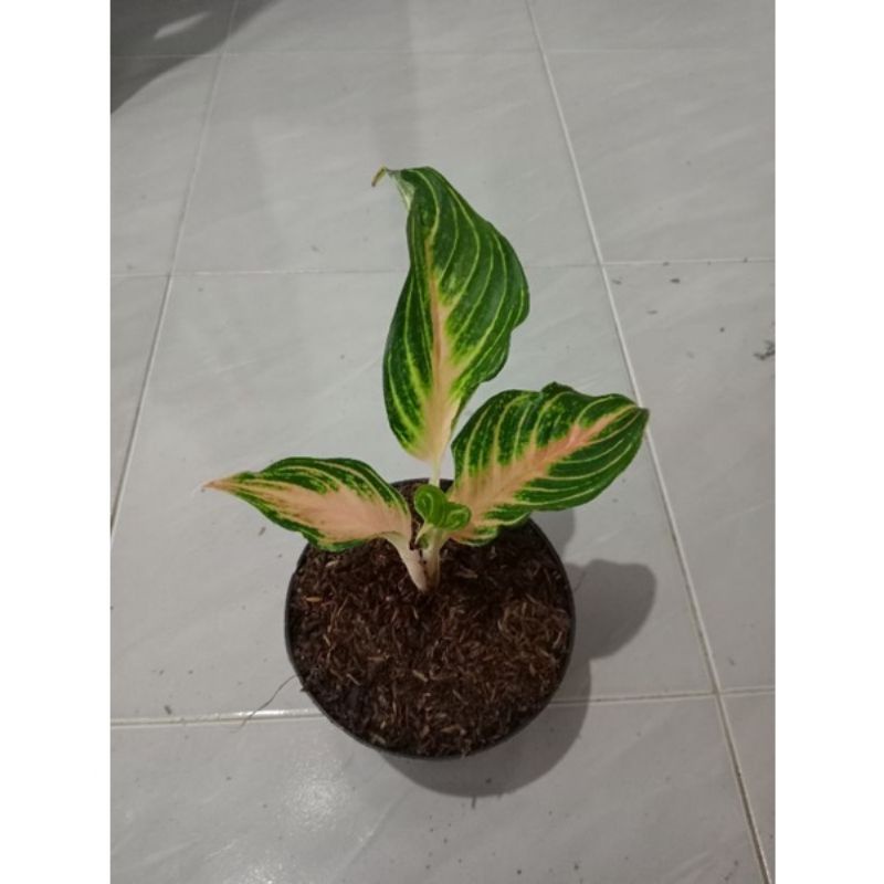 aglonema Anakan pink sunset real pict.