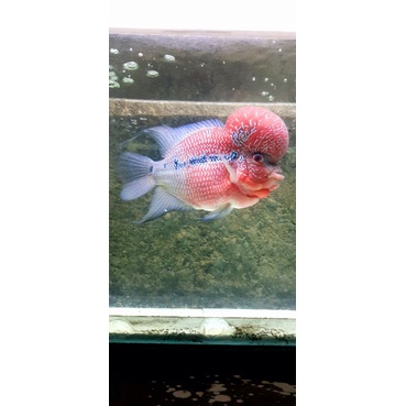 ikan lohan