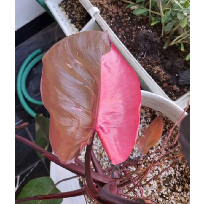 Philodendron Pink Princess Tanaman