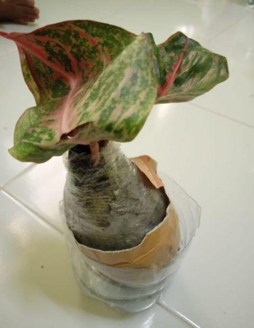 [bisa Cod] Aglonema Heng Heng (tanaman Hias Aglaonema/aglonema)
