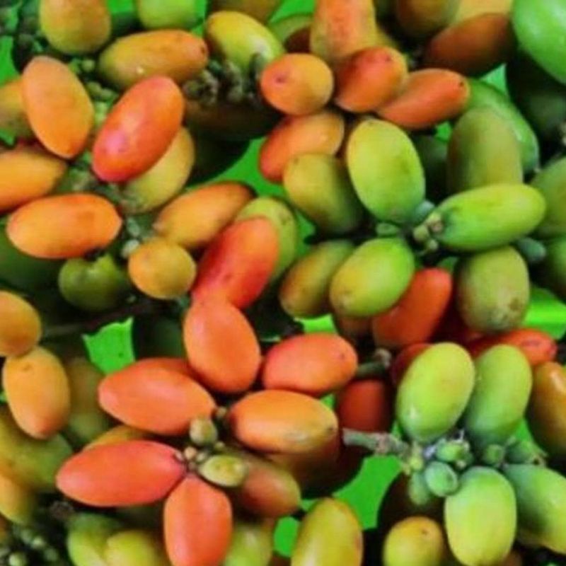 

Buah Melinjo Fresh Organik 500 gram / Buah Tangkil segar