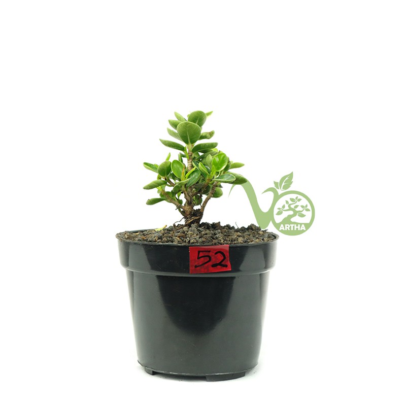 Bibit Bonsai Ficus Dolar Mangkok