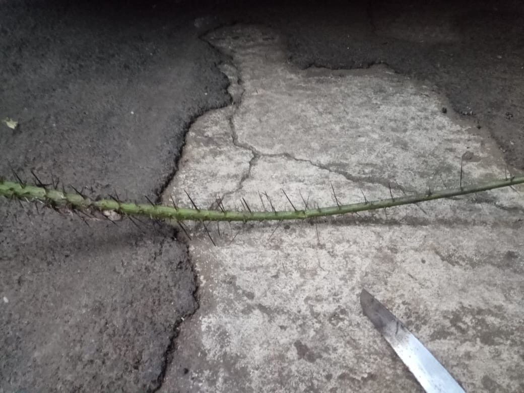 Duri Pohon Salak Penyumpal Lubang Tikus