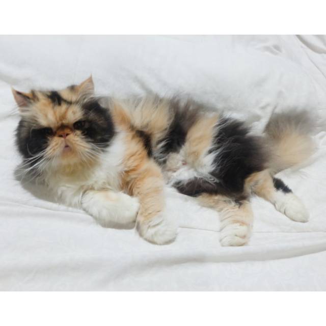 Ready persia pignose/peaknose extreme. Female 20 bln.