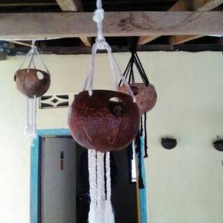 Pot Gantung Bunga Anggrek Batok Kelapa | Shopee Indonesia