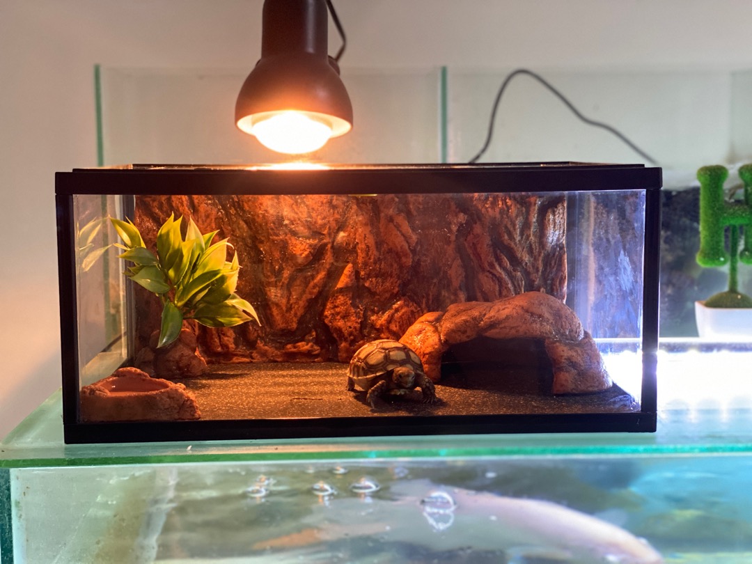 Mt008a Full Set Aquarium Terrarium Kandang Reptile Ular Gecko Tortoise Kura Kura Darat Kadal Iguana Shopee Indonesia Aquarium terrarium gex reptil