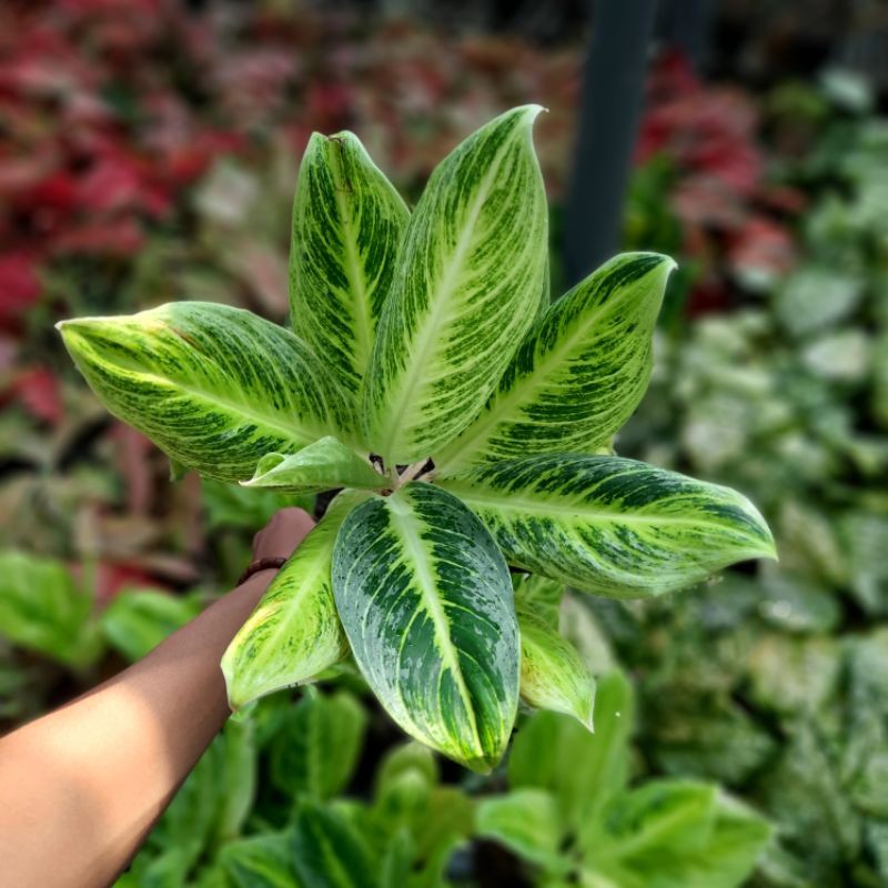 Aglonema New Hybrid Langka ( Tanaman Hias aglaonema Import murah )