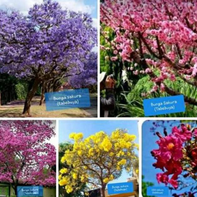 3 Bibit Bunga Tabebuya Sakura Pink