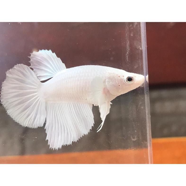 Diskon Paket Janda (110 10 Ekor) Ikan Cupang Hias Hm Platinum Female (Betina)