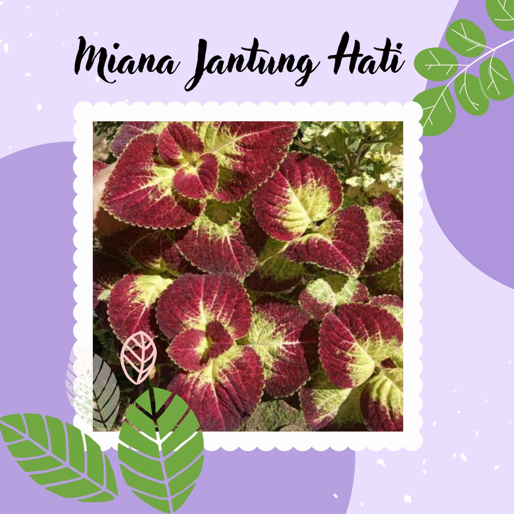 Miana Premium Tanaman Miana Jantung Hati Miana ID Jantung Hati Premium