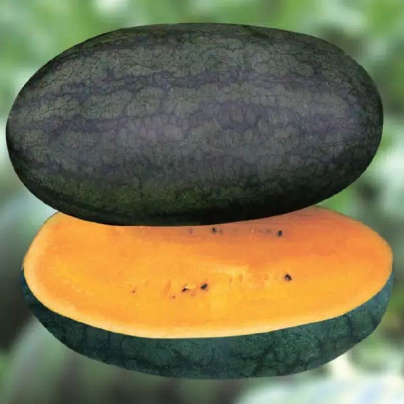 

20 BIJI SEMANGKA KUNING SUPER PANJANG