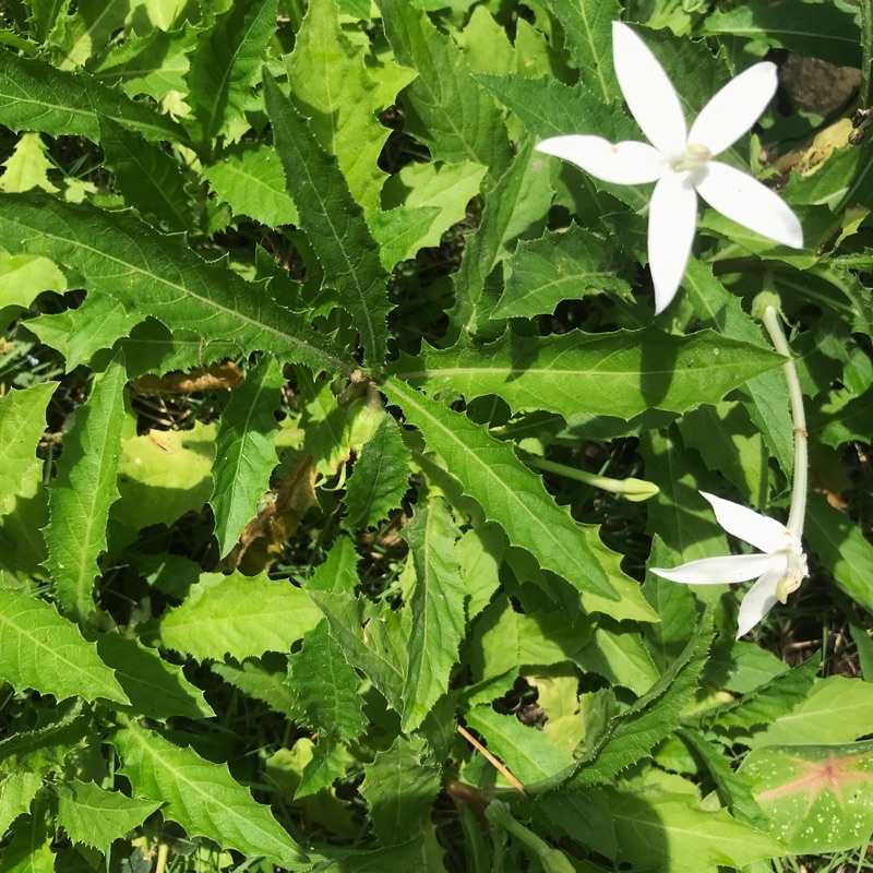 Tanaman kitolod korejat tanaman herbal tetes mata