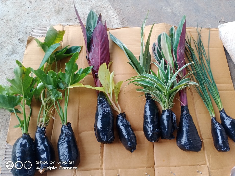 Murah  Tanaman Hias Monstera Philodendrum - Philo Jari - Monstera Philo Jari