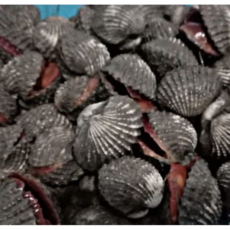 

Kerang Dara 1 Kg Fresh.